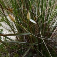 Thelionema umbellatum at suppressed - 29 Sep 2021