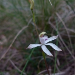 Caladenia ustulata (Brown Caps) at Boro, NSW - 29 Sep 2021 by Paul4K