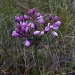 Comesperma ericinum (Heath Milkwort) at Boro - 29 Sep 2021 by Paul4K