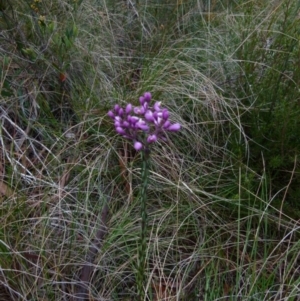 Comesperma ericinum at Boro, NSW - suppressed