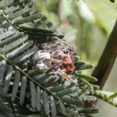 Backobourkia (genus) (An orb weaver) at Bruce, ACT - 27 Sep 2021 by AlisonMilton
