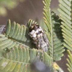 Backobourkia sp. (genus) at Bruce, ACT - 27 Sep 2021 10:34 AM