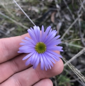 Brachyscome spathulata at Acton, ACT - 26 Sep 2021 04:34 PM