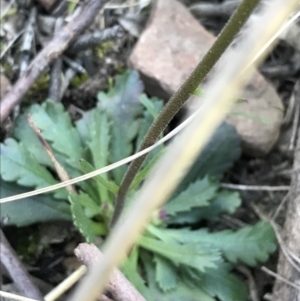 Brachyscome spathulata at Acton, ACT - 26 Sep 2021 04:34 PM