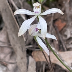 Caladenia ustulata at Bruce, ACT - 29 Sep 2021