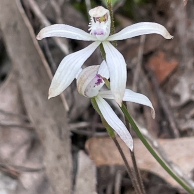 Caladenia ustulata (Brown Caps) at Bruce, ACT - 29 Sep 2021 by Wen