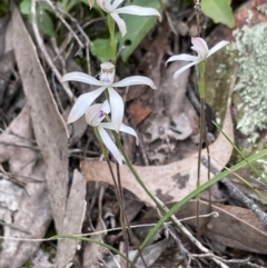 Caladenia ustulata at Bruce, ACT - 29 Sep 2021