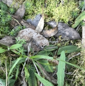 Chiloglottis trapeziformis at Acton, ACT - suppressed