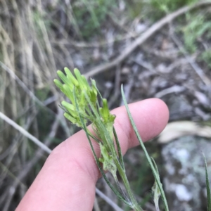 Senecio phelleus at Acton, ACT - 26 Sep 2021