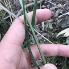 Senecio phelleus at Acton, ACT - 26 Sep 2021 04:20 PM