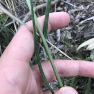 Senecio phelleus at Acton, ACT - 26 Sep 2021