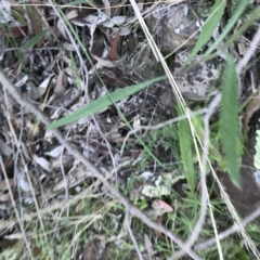 Senecio phelleus at Acton, ACT - 26 Sep 2021