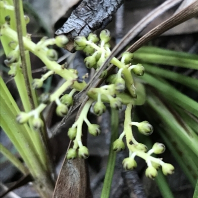 Lomandra filiformis subsp. filiformis (Wattle Matrush) at Acton, ACT - 26 Sep 2021 by Tapirlord