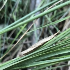 Lomandra filiformis subsp. filiformis at Acton, ACT - 26 Sep 2021 04:18 PM