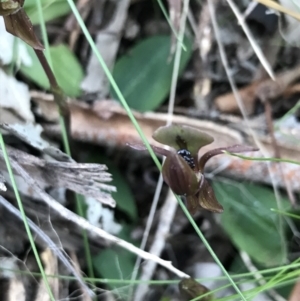 Chiloglottis trapeziformis at Acton, ACT - suppressed