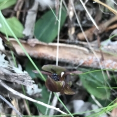 Chiloglottis trapeziformis at Acton, ACT - suppressed