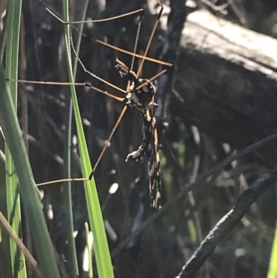 Ischnotoma (Ischnotoma) eburnea (A Crane Fly) at ANBG South Annex - 26 Sep 2021 by Tapirlord