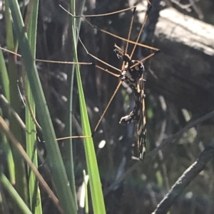 Ischnotoma (Ischnotoma) eburnea at Acton, ACT - 26 Sep 2021