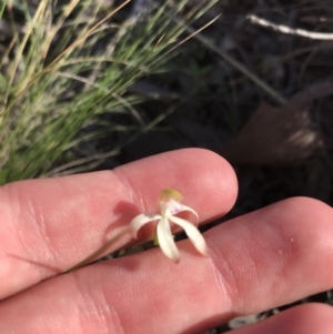 Caladenia ustulata at Acton, ACT - 26 Sep 2021