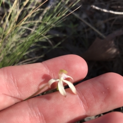 Caladenia ustulata (Brown Caps) at ANBG South Annex - 26 Sep 2021 by Tapirlord