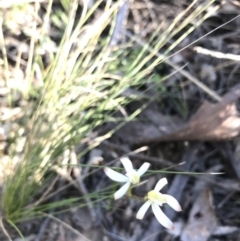 Caladenia ustulata at Acton, ACT - 26 Sep 2021