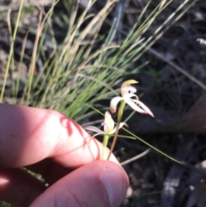 Caladenia ustulata at Acton, ACT - suppressed