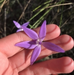 Glossodia major (Wax Lip Orchid) at Acton, ACT - 26 Sep 2021 by Tapirlord