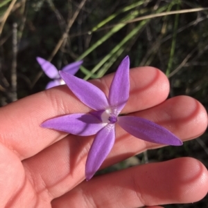 Glossodia major at Acton, ACT - 26 Sep 2021