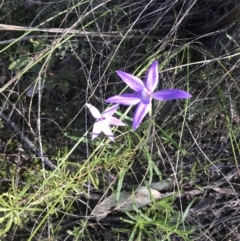 Glossodia major at Acton, ACT - 26 Sep 2021