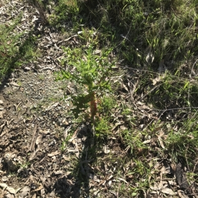 Sonchus asper (Prickly Sowthistle) at ANBG South Annex - 26 Sep 2021 by Tapirlord