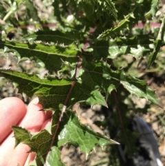 Sonchus asper at Acton, ACT - 26 Sep 2021 03:00 PM