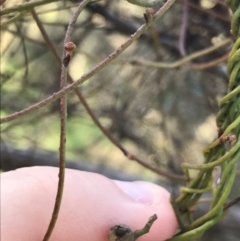 Cassytha pubescens (Devil's Twine) at ANBG South Annex - 26 Sep 2021 by Tapirlord