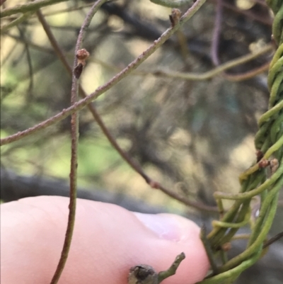 Cassytha pubescens (Devil's Twine) at Acton, ACT - 26 Sep 2021 by Tapirlord