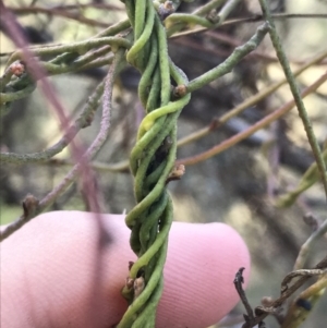 Cassytha pubescens at Acton, ACT - 26 Sep 2021 02:59 PM