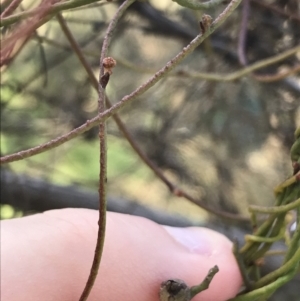 Cassytha pubescens at Acton, ACT - 26 Sep 2021