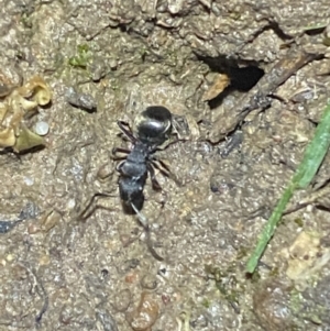 Polyrhachis sp. (genus) at Jerrabomberra, NSW - suppressed