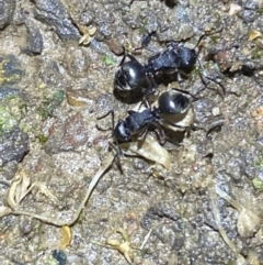 Polyrhachis sp. (genus) at Jerrabomberra, NSW - suppressed