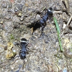 Polyrhachis sp. (genus) at Jerrabomberra, NSW - suppressed