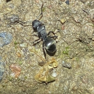 Polyrhachis sp. (genus) at Jerrabomberra, NSW - suppressed