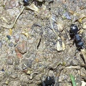 Polyrhachis sp. (genus) at Jerrabomberra, NSW - suppressed