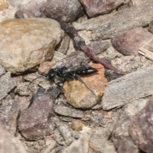 Pompilidae (family) at Bruce, ACT - 27 Sep 2021