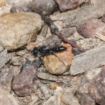 Pompilidae (family) (Unidentified Spider wasp) at Bruce Ridge to Gossan Hill - 27 Sep 2021 by AlisonMilton