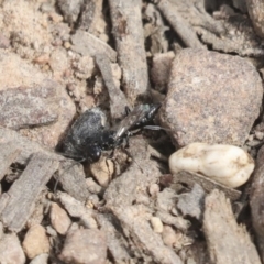 Pompilidae (family) at Bruce, ACT - 27 Sep 2021