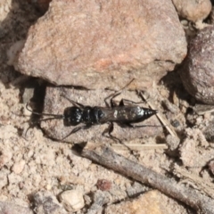 Pompilidae (family) at Bruce, ACT - 27 Sep 2021 02:30 PM