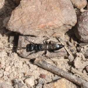 Pompilidae (family) at Bruce, ACT - 27 Sep 2021