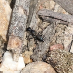 Pompilidae (family) at Bruce, ACT - 27 Sep 2021 02:30 PM