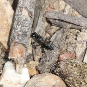 Pompilidae (family) at Bruce, ACT - 27 Sep 2021