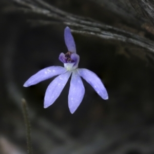 Cyanicula caerulea at Bruce, ACT - suppressed