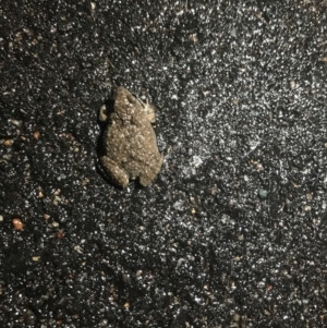 Crinia sp. (genus) at Palmerston, ACT - 29 Sep 2021