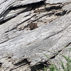 Egernia cunninghami (Cunningham's Skink) at Palmerston, ACT - 27 Sep 2021 by Intineratingfamily